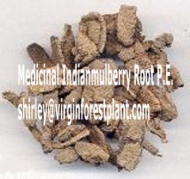 Medicinal Indianmulberry Root P.E.(Shirley At Virginforestplant Dot Com)